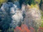 USA-Washington State-Fall City wild cherry springtime blooming Art Print